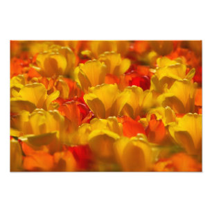 Foto Tulipas nos Jardins Keukenhof, Amsterdã, 2