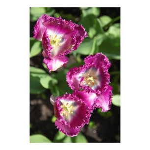 Foto Tulipas púrpuras e brancas no jardim