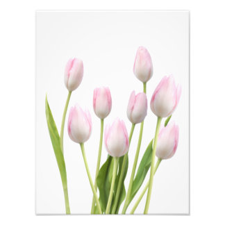 Foto Tulipas Rosa