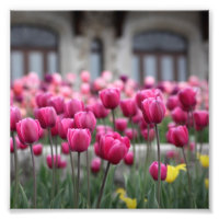Tulipas rosa - Montreal (Impressão)