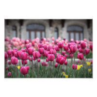 Tulipas rosa - Montreal (Impressão)
