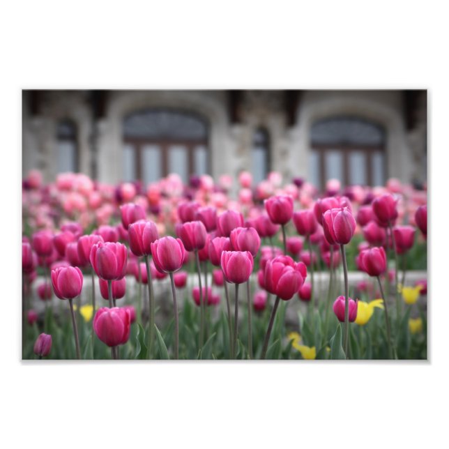 Foto Tulipas rosa - Montreal (Impressão) (Frente)