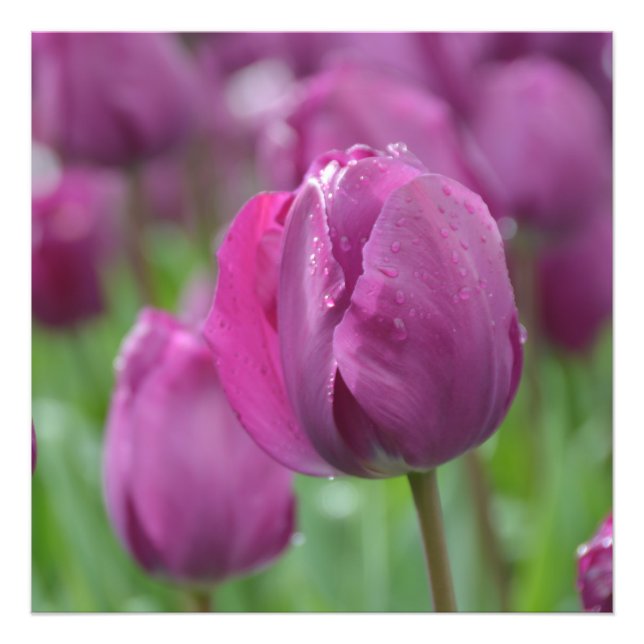 Foto Tulipas roxas com gotas d'água Impressão (Frente)