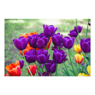Foto Tulipas roxas escuras