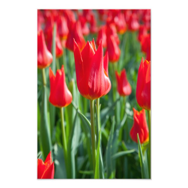 Foto Tulipas Vermelhas (Frente)