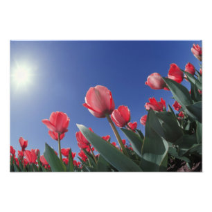 Foto Tulipas vermelhas de ângulo muito baixo, Cincinnat