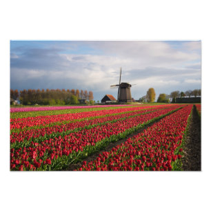 Foto Tulipas vermelhas e um moinho de vento