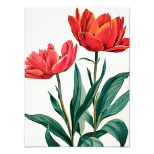 Foto Tulipas Vermelhas em Branco