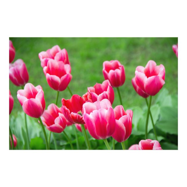Foto Tulipas vermelhas fofas no jardim (Frente)