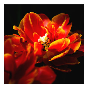 Foto Tulipas vermelhas fundo escuro
