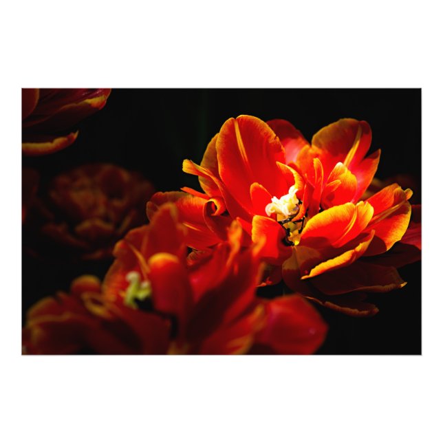Foto Tulipas vermelhas fundo escuro (Frente)