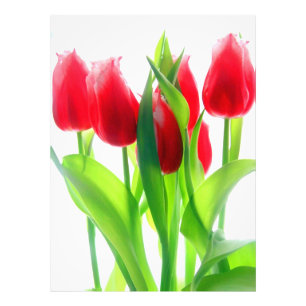 Foto Tulipas vermelhas no branco