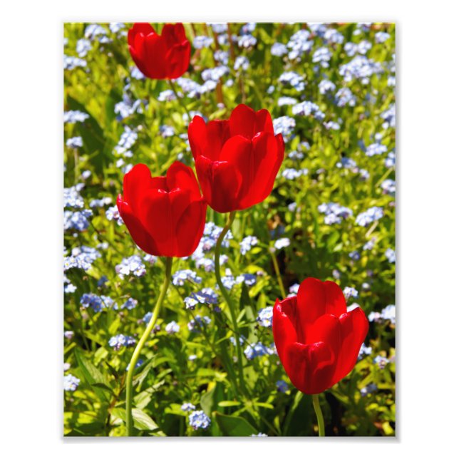 Foto Tulipas Vermelhas no Campo (Frente)