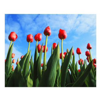 Foto Tulipas Vermelhas no Sol