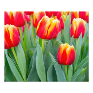 Foto Tulipas Vibrantes Vermelhas e Amarelas no Jardim d