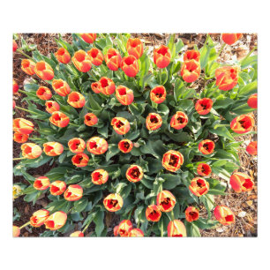 Foto Tulipas vistas do topo