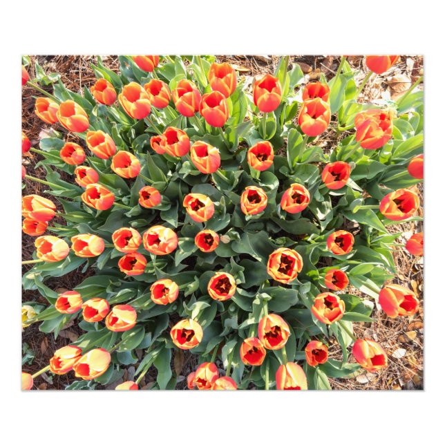 Foto Tulipas vistas do topo (Frente)