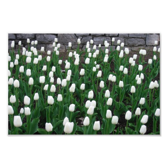 Foto Tulips 10 Impressão (Frente)