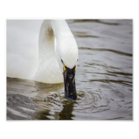 Tundra Swan Natação em Closeup