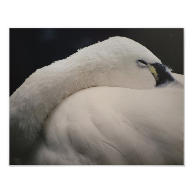 Foto Tundra Swan sleeping Photo Enlargement (Frente)