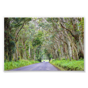 Foto Túnel de Árvore de Eucalipto, Kauai, Havaí