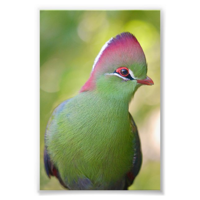 Foto Turaco de armação de pescadores (Frente)