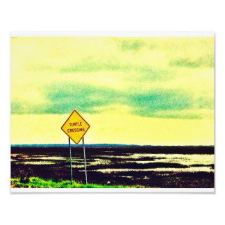 Foto Turtle Crossing