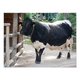Foto Tuxer Cattle