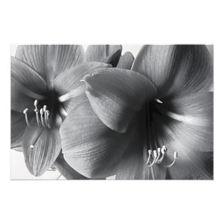 Foto Two Amaryllis Flowers Print Photo Enlargement