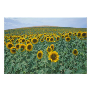 Foto UE, França, Provença, Campo de girassol