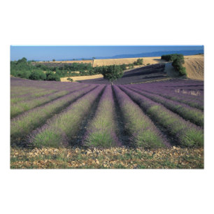 Foto UE, França, Provença, Campos de lavanda