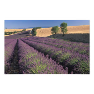Foto UE, França, Provença, campos de Lavanda 2