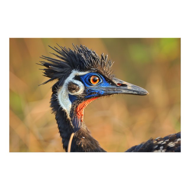 Foto Última Luz dos Prados - Bengala Florenho (Frente)