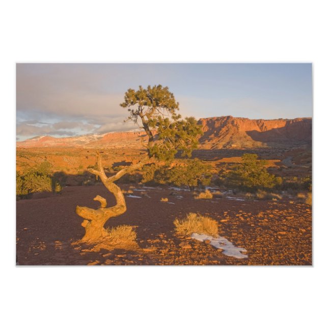 Foto Um arbório de Utah, Juniperus osteosperma), (Frente)