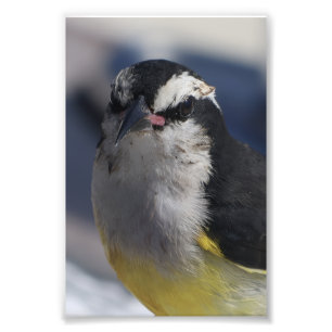Foto Um Bananaquit ~ Sim, estou, olhando para você.  
