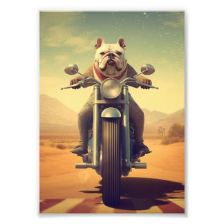 Foto Um Buldogue Dirigindo uma Moto em uma Estrada do D