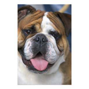 Foto Um bulldog inglês na Bélgica.