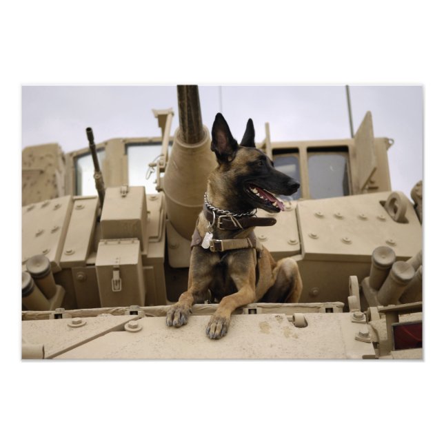 Foto Um cão de trabalho militar senta-se num M2A3 (Frente)