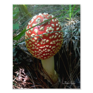Foto Um Caracol Explorando um Cogumelo Vermelho Amanita