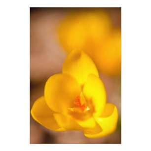 Foto Um crocus amarelo floresce em Portsmouth, Novo
