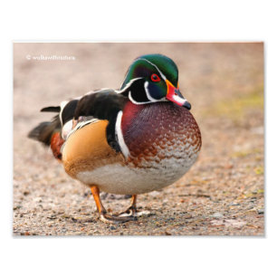 Foto Um Desenho De Pato De Madeira