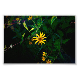 Foto Um Emerges de Flor