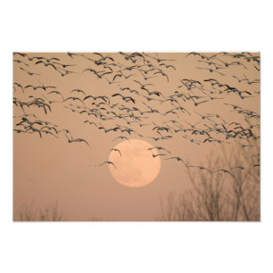 Foto Um grupo de gansos-das-neves migratórios, Grus