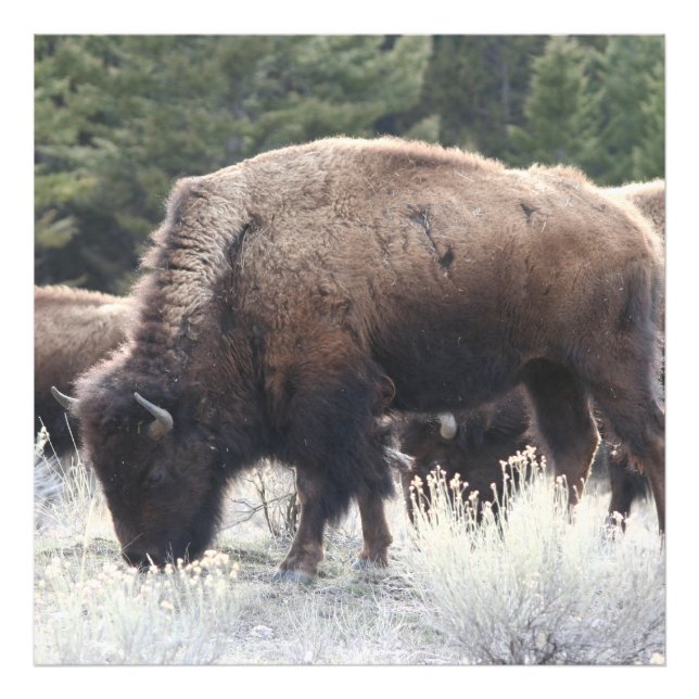 Foto Um Herd de Brown Bison Graze em um Prado (Frente)