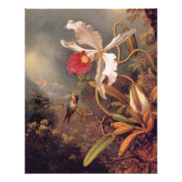 Um Hummingbird Ametista com Orquídea Branca