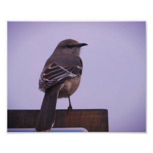 Foto Um pássaro de música mockingbird