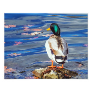 Foto Um Pato Contrata uma Natação.