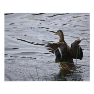 Foto Um pato-real batendo as asas