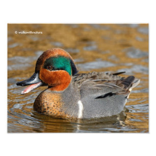 Foto Um pato Verde-Voado Chatty da cerceta na lagoa