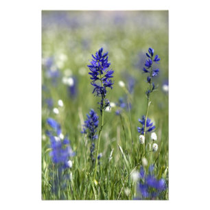 Foto Um prado montanhoso de flores silvestres incluindo